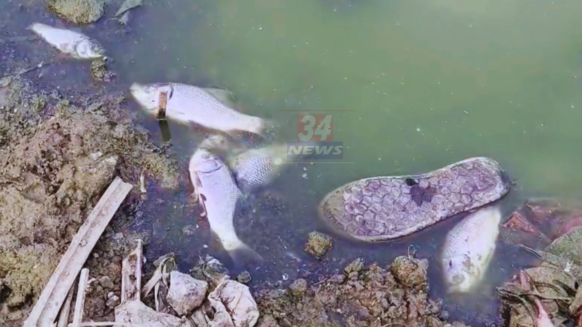 Ramala Lake Fish Death । ऐतिहासिक रामाला तलाव बनला स्मशान? मृत माशांमुळे आरोग्य धोक्यात