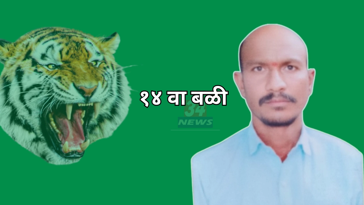 Chimur Tiger Attack । दुचाकीची पूजा करताना वाघाचा हल्ला, आतापर्यन्त १४ नागरिकांचा बळी