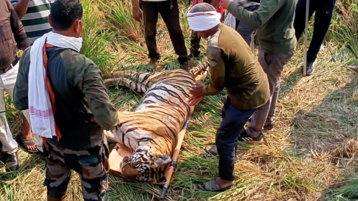 Tigress Dies After Attack । बछडे दिसेनात म्हणून चवताळली: वाघिणीने वनरक्षकाला केले जखमी, वाघिणीचा मृत्यू