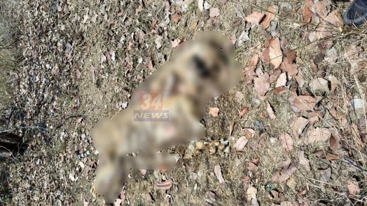चंद्रपूर सावली वनपरिक्षेत्र राजोली जंगलात मृत वाघिणीचा तपास, NTCA प्रतिनिधी घटनास्थळी 2026