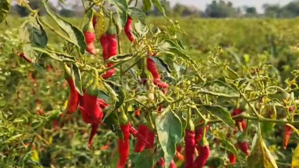 red chilli market price today । "गृहिणींच्या डोळ्यात पाणी आणणारी मिरची, स्वतःच रडली!"